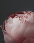Plakat - Moody blush peony II