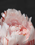 Plakat - Blush peony VIII