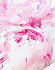 Poster - Pink peony X