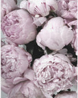 Poster - Smile and dream peonies