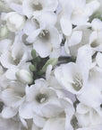 Poster - Distressed freesias V