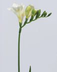 Poster - White freesia