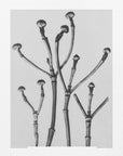 Plakat - Cornus Florida - Admen.dk