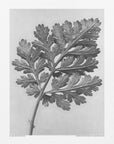 Plakat - Chrysanthemum parthenium - Admen.dk