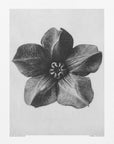 Plakat - Cobaea Scandens - Admen.dk