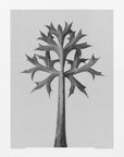 Plakat - Eryngium Bourgatii - Admen.dk