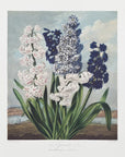 Plakat - Hyacinths from The Temple of Flora (1807) - Admen.dk