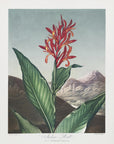 Plakat - Indian Reed from The Temple of Flora (1807) - Admen.dk