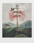 Plakat - Large–Flowering Sensitive Plant from The Temple of Flora (1807) - Admen.dk