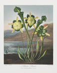Plakat - Pitcher Plant from The Temple of Flora (1807) - Admen.dk