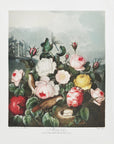 Plakat - Roses from The Temple of Flora (1807) - Admen.dk
