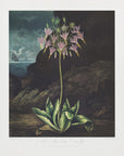 Plakat - The American Cowslip from The Temple of Flora - Admen.dk