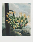 Plakat - The Aloe from The Temple of Flora (1807) - Admen.dk