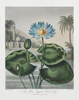 Plakat - The Blue Egyptian Water-Lily from The Temple of Flora (1807) - Admen.dk