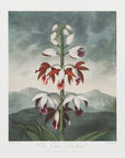 Plakat - The Chinese Limodoron from The Temple of Flora (1807) - Admen.dk