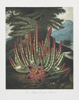 Plakat - The Maggot–Bearing Stapelia from The Temple of Flora (1807) - Admen.dk