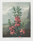 Plakat - The Narrow–Leaved Kalmia from The Temple of Flora (1807) - Admen.dk