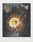 Plakat - The Night–Blowing Cereus from The Temple of Flora (1807) - Admen.dk
