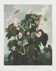 Plakat - The Oblique–Leaved Begonia from The Temple of Flora (1807) - Admen.dk