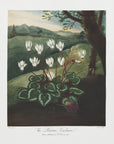 Plakat - The Persian Cyclamen from The Temple of Flora (1807) - Admen.dk