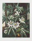 Plakat - The Passiflora Cerulea from The Temple of Flora (1807) - Admen.dk
