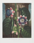 Plakat - The Quadrangular Passion Flower from The Temple of Flora (1807) - Admen.dk
