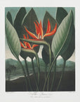 Plakat - The Queen–Plant from The Temple of Flora (1807) - Admen.dk