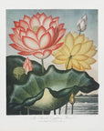 Plakat - The Sacred Egyptian Bean from The Temple of Flora (1807) - Admen.dk