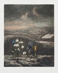 Plakat - The Snowdrops from The Temple of Flora (1807) - Admen.dk