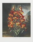 Plakat - The Superb Lily from The Temple of Flora (1807) - Admen.dk