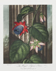 Plakat - The Winged Passion-Flower from The Temple of Flora (1807) - Admen.dk