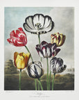 Plakat - Tulips from The Temple of Flora (1807) - Admen.dk