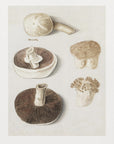 Plakat - Common Meadow Mushroom, Agaricus Campestris Standing - Admen.dk