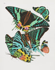Plakat - Butterflies 3 - Admen.dk