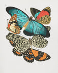 Plakat - Butterflies 1 - Admen.dk