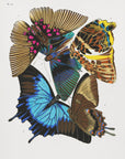 Plakat - Butterflies 4 - Admen.dk
