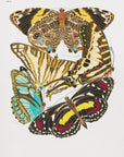 Plakat - Butterflies 10 - Admen.dk