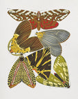 Plakat - Butterflies 6 - Admen.dk