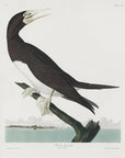 Plakat - Booby Gannet From Birds of America (1827) - Admen.dk