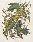 Plakat - Carolina Parrot From Birds of America (1827) - Admen.dk