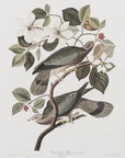 Plakat - Brand Tailed Pigeon From Birds Of America (1827) - Admen.dk