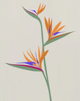 Plakat - Bird of paradise