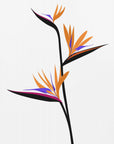 Poster - Bird of paradise in black
