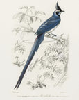 Plakat - Black Throated Magpie Jay - Admen.dk
