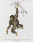 Plakat - Chimpangze