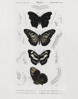 Plakat - Collection of Butterflies 01 - Admen.dk