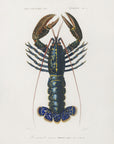 Plakat - Crimson Crawfish - Admen.dk
