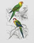 Plakat - Birds - Admen.dk