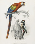 Plakat - Birds II