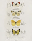 Plakat - Different Types of Butterflies - Admen.dk